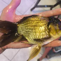 گلدفیش سوپر|ماهی|مشهد, عامل|دیوار