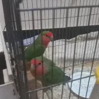 جفت طوطی برزیلی مولد|پرنده|شوشتر, |دیوار