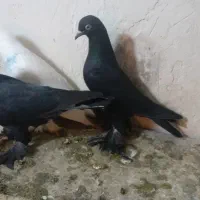 کبوتر|پرنده|تبریز, |دیوار