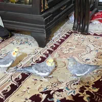 عروس هلندی