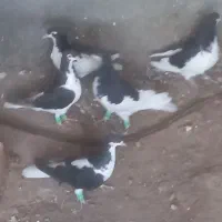 کبوتر|پرنده|زبرخان, |دیوار