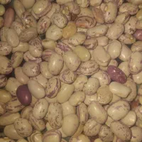 لوبیا قرمز کیسه ۳۰کیلویی