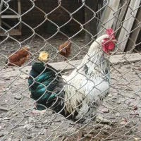 ی مرغ تخمگذار و خروس جوان  و درشت