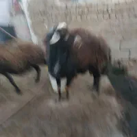 گوسفند قوچ|حیوانات مزرعه|طاغنکوه, |دیوار