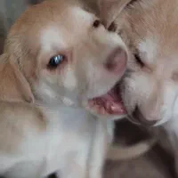 توله سگ واگذاری