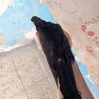 صرب|پرنده|زیباشهر, |دیوار