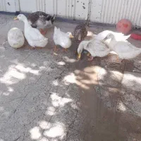 اردک و غاز