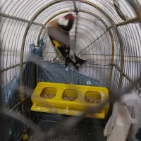 سهره نر|پرنده|مشکیندشت, |دیوار