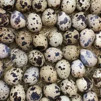 تخم نطفه دار بلدرچین با ضمانت هچ بالا