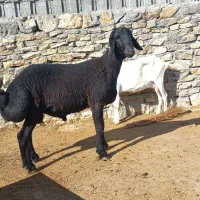 قوچ و بره قوچ همو