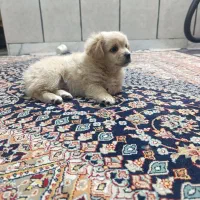 توله سگ پاپی