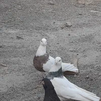 کبوتر اراکی طوق قیل