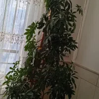 گل بفروش میرسد