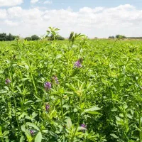 کاه بیده علوفه ذرت یونجه