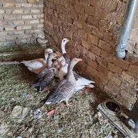 غاز جوان 5عدد|حیوانات مزرعه|قزوین, |دیوار