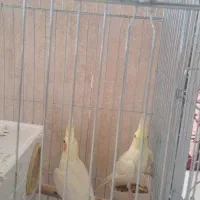 یک جفت عروس هلندی