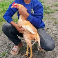 مرغ خروس گلین ولاری و جوجه گلین