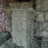 یونجه گوسفندی درجه یک بدون گیاه