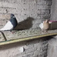 پرنده فروشی|پرنده|چناران, |دیوار