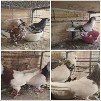 کبوتر جفتگاه 400