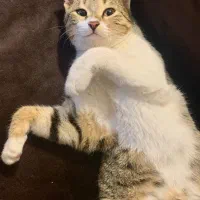 واگذاری گربه|گربه|قائم‌شهر, |دیوار