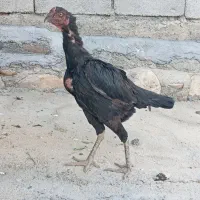 مرغ تخم گذار و خروس لاری|حیوانات مزرعه|سرپل ذهاب, |دیوار