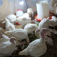 بوقلمون گوشتی