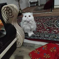 گربه|گربه|آستارا, |دیوار