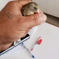 سهره قناری
