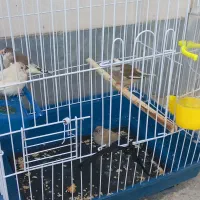 فروش پرنده