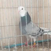 اوچان و اویناق تضمینی