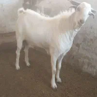 دوتا تانک فروشی چاق چاق فول  قیمت مفت