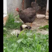 مرغ جوجه دار