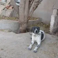 واگذاری سگ افغان