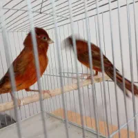 قناری سرخ سوخته نر و ماده|پرنده|شیراز, ارم|دیوار