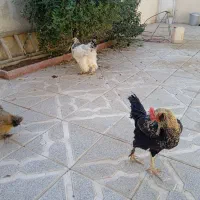 مرغ خروس بوقلمون|حیوانات مزرعه|مشهد, پروین اعتصامی|دیوار