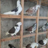 کبوتر پرشی ۴۳عدد