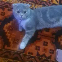 اسکاتیش مادع