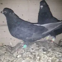 کفتر