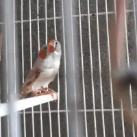 یه جفت فنچ تخم جوجه درست|پرنده|بردسکن, |دیوار