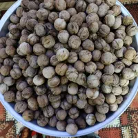 فروش گردو
