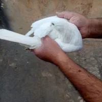 یک جفت سفید بمبویی|پرنده|شیراز, شیخ علی چوپان|دیوار