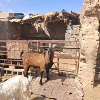 فروش نربز آلپاین اصیل