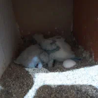 جوجه راهب سرلاکی