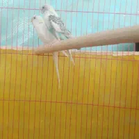 مرغ عشق معاوظه با کفتر