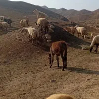 کر خر گوسفندی|حیوانات|مانه, |دیوار