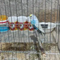 یک عدد مرغ عشق نر اسپانگل با قفس|پرنده|بندر گناوه, |دیوار