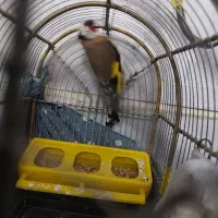 سهره نر|پرنده|مشکیندشت, |دیوار