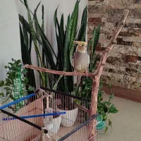 عروس هلندی|پرنده|علیآباد کتول, |دیوار