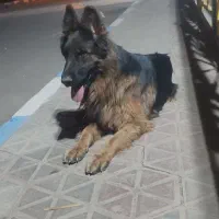 سگ ژرمن ماده